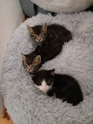 Katzenbaby , Knödel, Semmel und Schlumpfine , geb. 2.4.2024 Bild 2