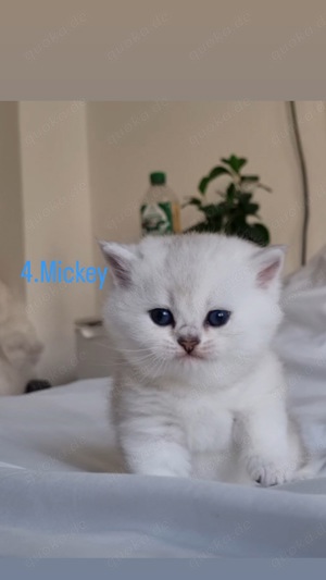BKH Kitten  Bild 8