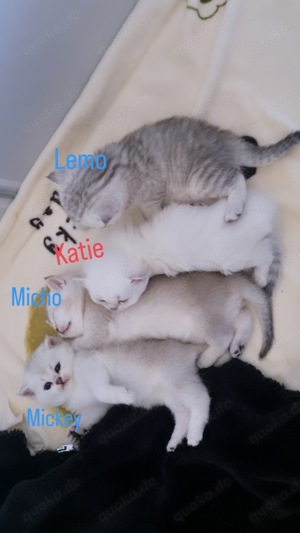 BKH Kitten  Bild 3