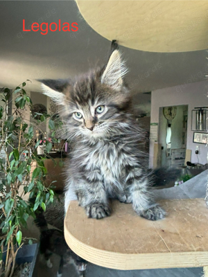 Kuschelige Maine Coon Kitten mit Stammbaum suchen neu Kuschelopfer Bild 4