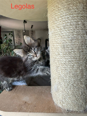 Kuschelige Maine Coon Kitten mit Stammbaum suchen neu Kuschelopfer Bild 6