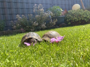 Dalmatinischer Landschildkröte