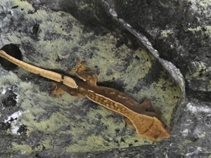 Kronengecko Correlophus ciliatus  Red Harlequin Lilly White Jungtiere zu verkaufen  Bild 1