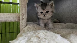 Reinrassige BKH-Kitten Katzen Baby Britisch Kurzhaar Silver Tabby Bild 10