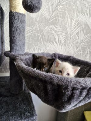 2  Kitten Jungs suchen  ein neues Zuhause!ABGABEBEREIT!! Bild 5