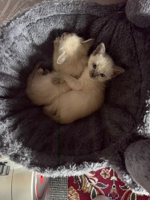 2  Kitten Jungs suchen  ein neues Zuhause!ABGABEBEREIT!! Bild 6