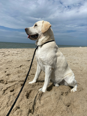 Deckrüde Labrador, weiß, mit ZZL