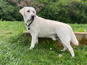 Deckrüde Labrador, weiß, mit ZZL Bild 3