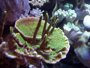 Korallenableger- Montipora confusa