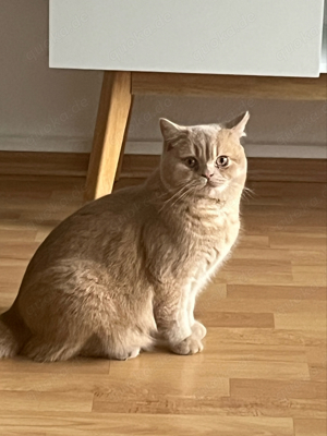 deckkater