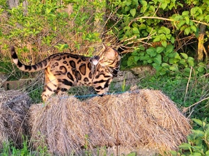 Bengal Katzen  Bild 3