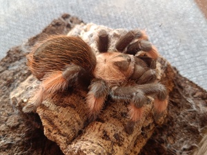 Vogelspinne Brachypelma emilia weinlich 6cm KL 