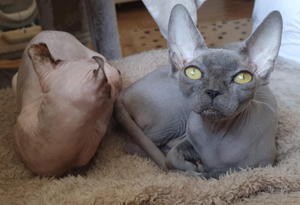 Canadian sphynx katze mit Stammbaum WCF Zucht