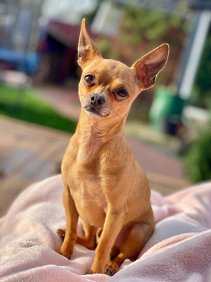 Mini Toy Terrier Bild 6