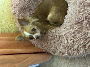 Chihuahua Dame  Bild 3