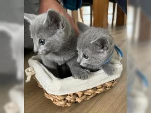 Russisch Blau Kätzchen, Katzen Bild 2