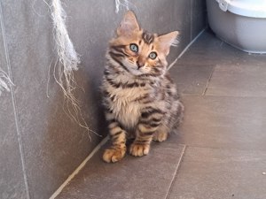 Cashmere Bengalkitten (selten) mit Stammbaum, Basisimpfung, Entwurmt, Kaufvertrag