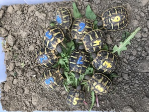 Griechische Landschildkröten Thh NZ 2022