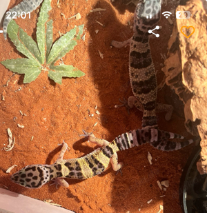 Leopardgeckos Weibchen 