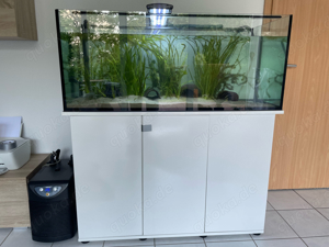 300 Liter Aquarium + gesamte Technik, Zubehör und 5 Axolotl 