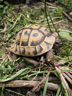 THB THH Griechische Landschildkröten männlich 