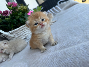 wunderschöne BKH Kitten