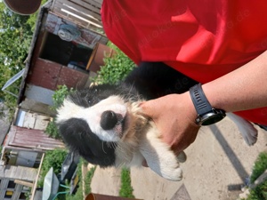 Welpen Border Collie(reinrassig)