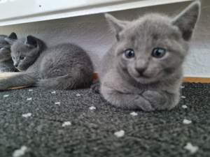 Wunderschöne Russisch Blau Kitten  Bild 1