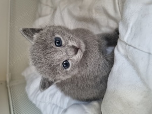 Wunderschöne Russisch Blau Kitten  Bild 6