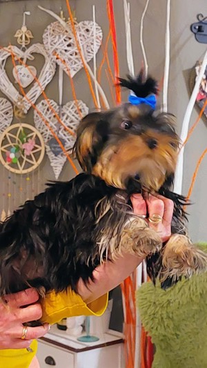 Yorkshire-Terrier Welpen warten auf ihre lieben Besitzer  Bild 6