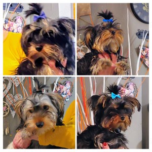 Yorkshire-Terrier Welpen warten auf ihre lieben Besitzer  Bild 1