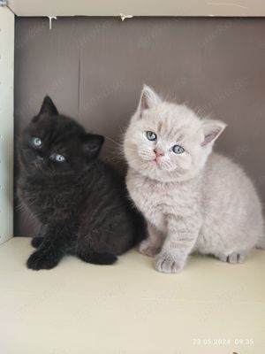 BKH Kätzchen lila und schwarze  Farben Bild 2