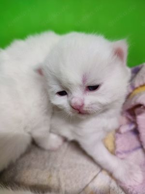 BKH Kitten in weiß, reinrassige , kitten, kater Bild 7