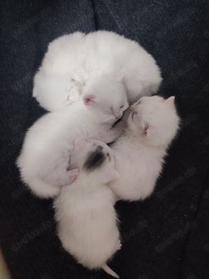 BKH Kitten in weiß, reinrassige , kitten, kater Bild 1