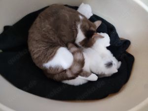 BKH Kitten in weiß, reinrassige , kitten, kater Bild 2
