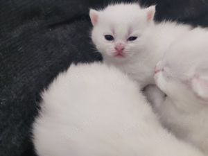 BKH Kitten in weiß, reinrassige , kitten, kater Bild 3
