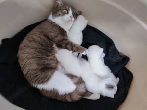 BKH Kitten in weiß, reinrassige , kitten, kater Bild 4