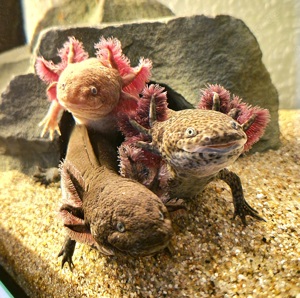 3 Axolotl mit Becken und Zubehör (großer Kühler usw)
