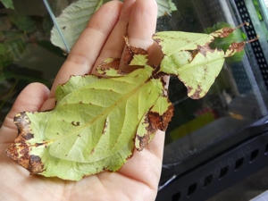 Biete Eier von Großem Wandelnden Blatt (Pulchriphyllium giganteum = Phyllium giganteum), Phasmiden