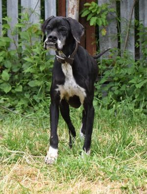 Stella, ältere Pointerhündoin, sucht einen Gnadenplatz