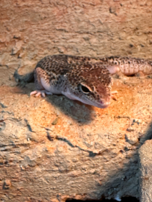 leopardgecko