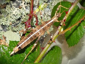 Philippinische Gespenstschrecken (Sungaya inexpectata = S. aeta), Phasmiden, Insekten