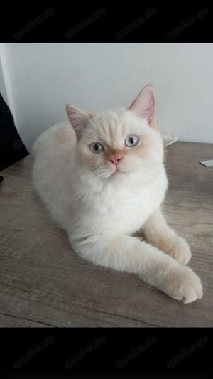 Deckkater BKH Bild 3