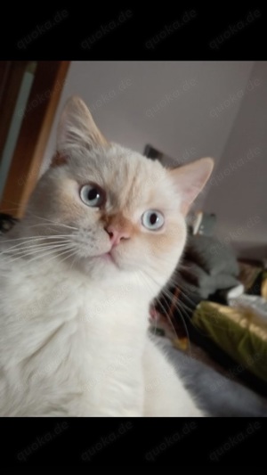 Deckkater BKH Bild 4