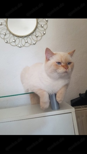 Deckkater BKH Bild 5