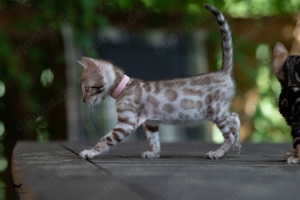 Zauberhafte Bengal Snow Kitten Katzenbabys mit TICA Ahnentafel 