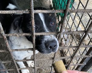 Imposanter Hudson sucht warmes XXL Körbchen Bild 5