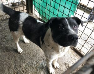 Imposanter Hudson sucht warmes XXL Körbchen