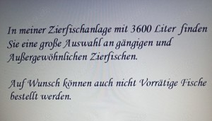 Zwergkrallenfrosch gold Bild 5