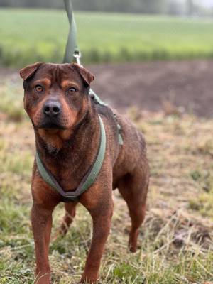 Bandai - der Sharpei Mix Rüde sucht seine Familie!